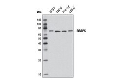 Cell Signaling Technology&nbsp;RBBP5 D4Y7R Rabbit mAb 100 u