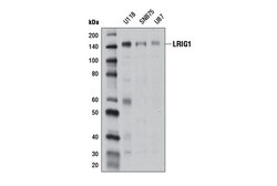 Cell Signaling Technology&nbsp;LRIG1 Antibody 100 ul
