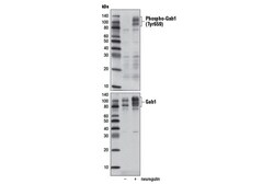 Cell Signaling Technology&nbsp;Phospho-Gab1 Tyr659 Antibody