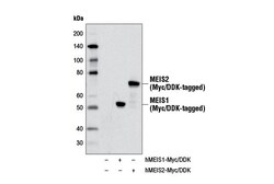 Cell Signaling Technology&nbsp;MEIS1/2 Antibody 100 ul