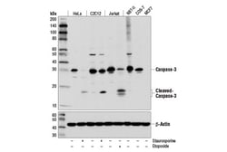 Cell Signaling Technology&nbsp;Procaspase Antibody Sampler Ki