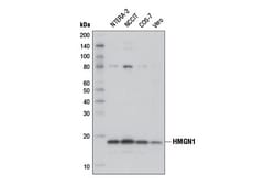 Cell Signaling Technology&nbsp;HMGN1 D1I5O Rabbit mAb 100 u