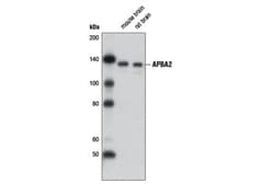 Cell Signaling Technology&nbsp;APBA2 D8A6 Rabbit mAb 100 ul