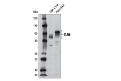 Cell Signaling Technology&nbsp;Toll-like Receptor 6 D1Z8B R