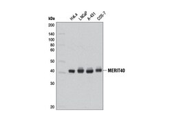 Cell Signaling Technology&nbsp;MERIT40 D7Y5K Rabbit mAb 100