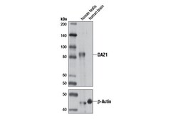 Cell Signaling Technology&nbsp;DAZ1 Antibody 100 ul