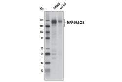 Cell Signaling Technology&nbsp;MRP4/ABCC4 D2Q2O Rabbit mAb