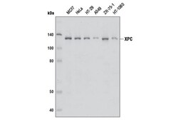 Cell Signaling Technology&nbsp;XPC Antibody 20 ul