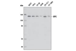 Cell Signaling Technology&nbsp;XPC Antibody 100 ul