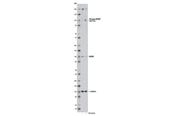 Cell Signaling Technology&nbsp;Phospho-MCM3 Ser112 D3S4M