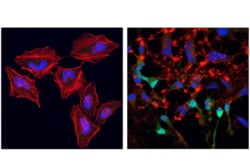 Cell Signaling Technology Initiator Caspases Antibody Sa