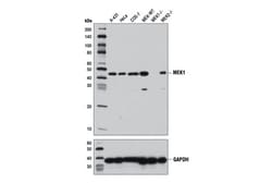 Cell Signaling Technology&nbsp;MEK1 D2R1O Rabbit mAb 100 ul