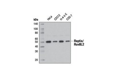 Cell Signaling Technology&nbsp;Reptin/RuvBL2 D8N3J Rabbit m