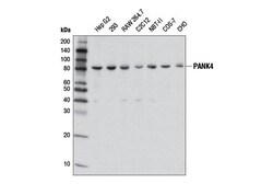 Cell Signaling Technology&nbsp;PANK4 D6J4R Rabbit mAb 100 u