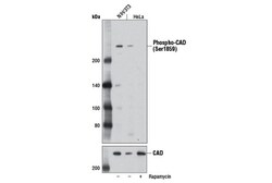 Cell Signaling Technology&nbsp;Phospho-CAD Ser1859 Antibody