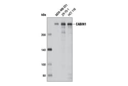 Cell Signaling Technology&nbsp;CABIN1 D2B9F Rabbit mAb 100
