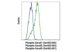 Cell Signaling Technology&nbsp;SMAD 1/5/9 Antibody Sampler Ki