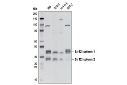 Cell Signaling Technology&nbsp;SirT2 D4O5O Rabbit mAb 100 u