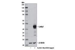 Cell Signaling Technology&nbsp;Lefty1 D7E3G Rabbit mAb 100