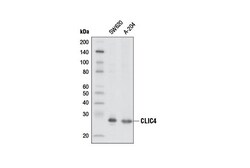 Cell Signaling Technology&nbsp;CLIC4 D2A7D Rabbit mAb 100 u