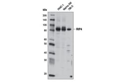 Cell Signaling Technology&nbsp;RIP4 Antibody 100 ul
