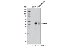 Cell Signaling Technology&nbsp;FoxP3 D6O8C Rabbit mAb 100 u