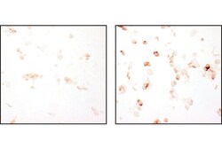 Cell Signaling Technology&nbsp;Phospho-VEGF Receptor 2 Antibo