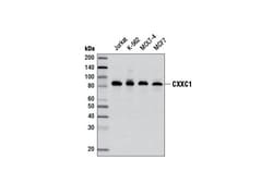Cell Signaling Technology&nbsp;CXXC1 Antibody 100 ul