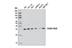 Cell Signaling Technology&nbsp;ELAVL1/HuR D9W7E Rabbit mAb