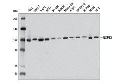 Cell Signaling Technology&nbsp;USP13 D4P3M Rabbit mAb 100 u
