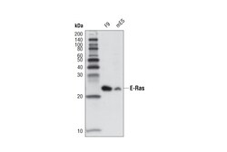 Cell Signaling Technology&nbsp;E-Ras D5G5J Rabbit mAb 100 u