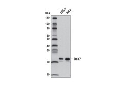 Cell Signaling Technology Rab7 D95F2 XPRRabbit mAb