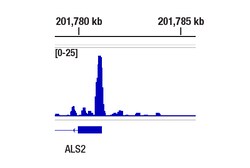 Cell Signaling Technology&nbsp;Vitamin D3 Receptor D2K6W Ra