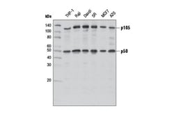 Cell Signaling Technology&nbsp;NF-kappa-B1 p105/p50 D7H5M R