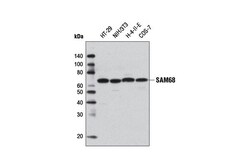 Cell Signaling Technology&nbsp;SAM68 Antibody 100 ul