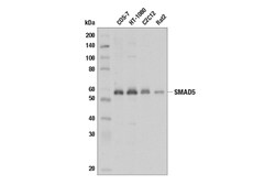 Cell Signaling Technology&nbsp;SMAD5 D4G2 Rabbit mAb 100 ul