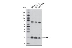 Cell Signaling Technology&nbsp;Siva-1 Antibody 100 ul