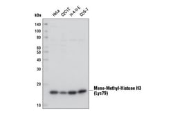 Cell Signaling Technology&nbsp;Mono-Methyl-Histone H3 Lys79