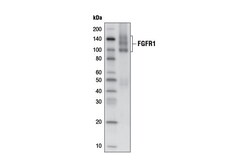 Cell Signaling Technology FGF Receptor 1 D8E4 XPRRa