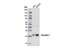Cell Signaling Technology&nbsp;Caveolin-1 D46G3 XPRRabbi