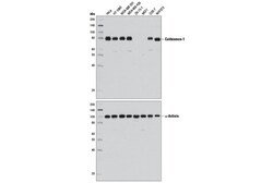 Cell Signaling Technology&nbsp;Caldesmon-1 D5C8D XPR Rabb
