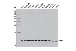 Cell Signaling Technology&nbsp;eIF1 D7G3L Rabbit mAb 100 ul