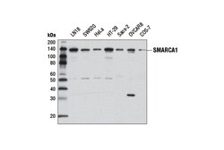 Cell Signaling Technology&nbsp;SMARCA1 D4Q7V Rabbit mAb 100