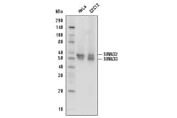 Cell Signaling Technology SMAD2/3 D7G7 XPR Rabbit mA