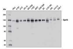 Cell Signaling Technology&nbsp;Eps15 D3K8R Rabbit mAb 100 u