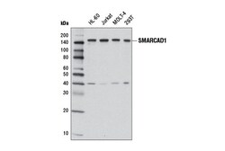 Cell Signaling Technology&nbsp;SMARCAD1 Antibody 100 ul