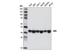 Cell Signaling Technology&nbsp;BRE D8Q1J Rabbit mAb 100 ul