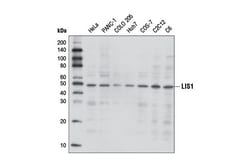 Cell Signaling Technology&nbsp;LIS1 Antibody 100 ul