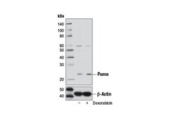 Cell Signaling Technology&nbsp;Puma D30C10 Rabbit mAb 20 ul