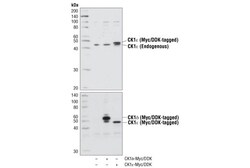 Cell Signaling Technology&nbsp;CK1-epsilon Antibody 100 ul